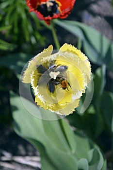 Tulipano. giardino un due volte fiore crescente sul floreale,. fioritura chiaro presto in arrivo giardino 