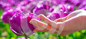 Close up of tulip and hands, spring banner. Tulip fields in Holland. Tulips field. Tulip in woman hands. Tulip flowers