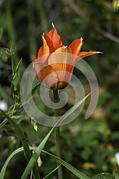 Close-up of a tulip with red and yellow petals.