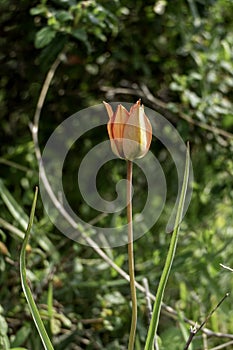 Close-up of a tulip with red and yellow petals.