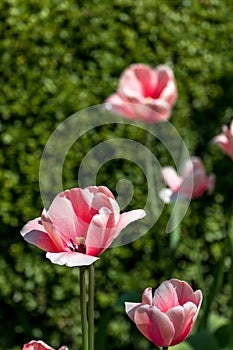 Close up of a tulip