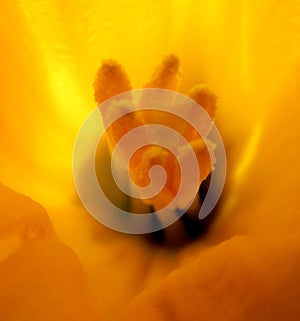 Close up of a tulip.