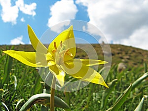 Tulipa biebersteiniana , the yellow wild tulip flower in nature