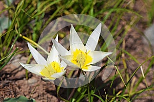 Tulipa biflora , the polychrome tulip flower in wild photo