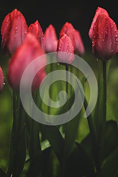 Close up of tulips flower plant with morning water droplets in the garden vibrant springtime bloom copy space