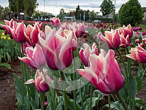 Close-up of the tulips of pink cup-shaped flowers edged white in garden in spring