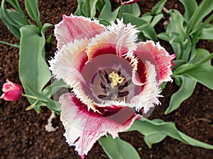 Close-up of the tulips of red cup-shaped flowers edged white with fringy petals in garden in spring