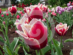 Close-up of the tulips of red cup-shaped flowers edged white with fringy petals in garden in spring