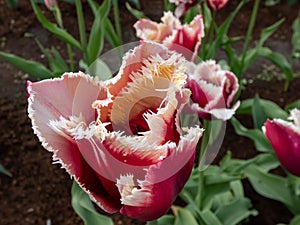 Close-up of the tulips of red cup-shaped flowers edged white with fringy petals in garden in spring