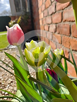 Close up of tulips on a sunny day