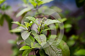 Close up of a Tulsi plant