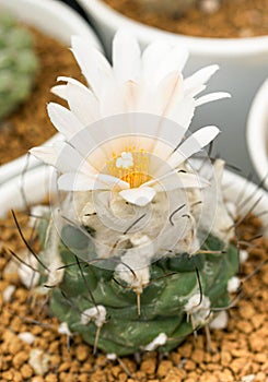 Close up  Turbinicarpus with flower, desert plant with flower, desert plant