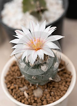 Close up  Turbinicarpus with flower, desert plant with flower, desert plant