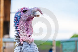 Close up of Turkey at the bird farm. Turquoise mating at aviary