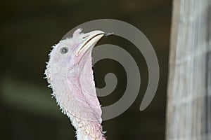 Close-up turkey bird head