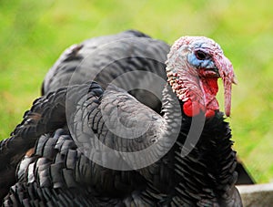 Close-up of a turkey in farm, Meleagris photo