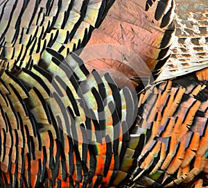 Close-Up of Turkey Feathers, Bitterroot Mountains, Montana.