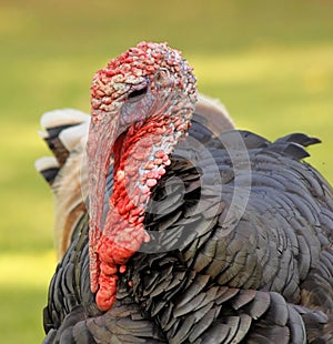 Close-Up Turkey Head