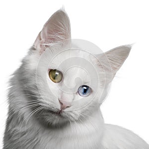 Close up of a Turkish Angora (18 months old)