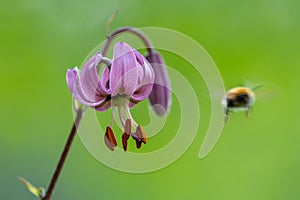 Close up of a Turks cap lily with a bumblebee taking off