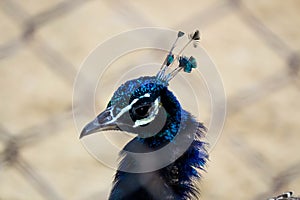 close-up of turquoise Peacock head with feathers in the cage, close-up.