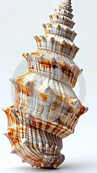 Close Up of a Turridae Seashell with Spikes on a White Background
