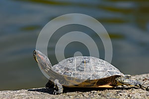 Close-up of a turtle that is basking in the sun near the pond