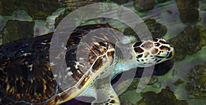 A close up of a turtle