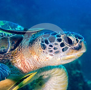 Close up of a turtle with 2 remora photo