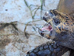 Close-up of a turtle`s head with open mouth longing for food or yelling at the intruder