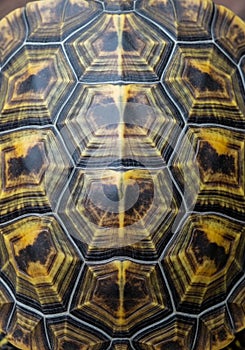 Close-up of a turtle shell displaying a geometric pattern of