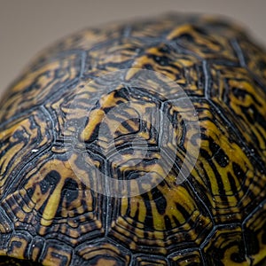 Close-up of a turtle shell displaying intricate, hexagonal scutes with a striking pattern
