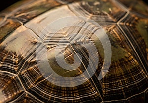 Close-up of a turtle shell displaying a series of interconnected