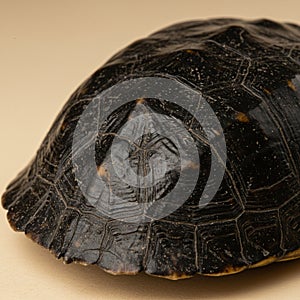 Close-up of a turtle shell showing a dark, textured surface with a pattern of geometric