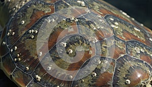 Close-up of Turtle Shell with Water Droplets