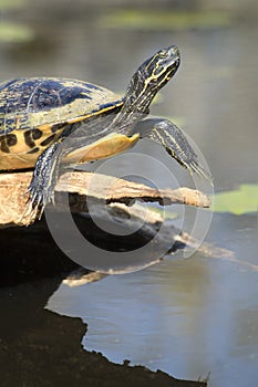 Close-up of Turtle sunning photo