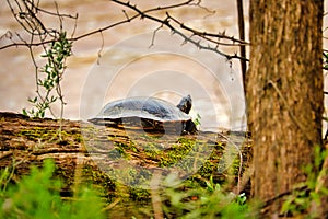 A close up of a turtle sunning by the Catawba river.