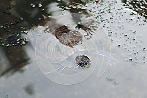 Close up of turtle swimming underwater.