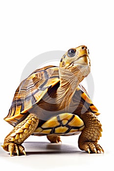Close up of turtle on white background with white background. Generative AI