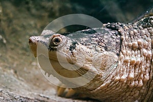 Close-up of turtle in zoo