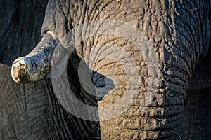 Close up of the tusks of an old Elephant bull.