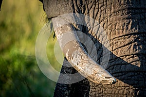 Close up of the tusks of an old Elephant bull.