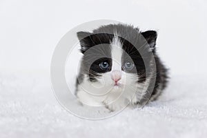 Close up of tuxedo baby kitten with white background