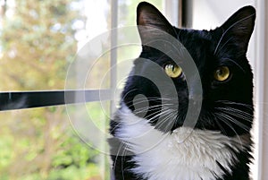 Close up of tuxedo cat looking at the camera