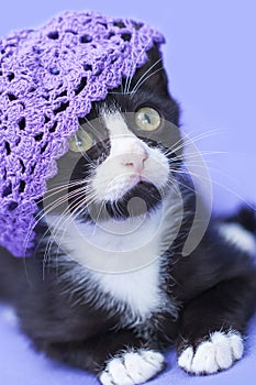 Close up Tuxedo Kitten wearing a purple hat, purple background
