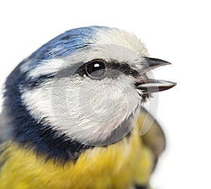 Close-up of a tweeting Blue Tit, Cyanistes caeruleus