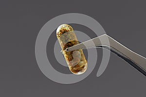 Close up of tweezers holding herbal pill, capsule, drug isolated over grey background. Alternative medicine, treatment