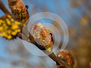 Close up of twig with catkins during springtime. Red buds. Selective focus.