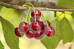 Close up of a twig with fresh juicy cherries. Shallow depth of focus. Concept farming