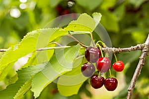 Close up of a twig with fresh juicy cherries. Shallow depth of focus. Concept farming